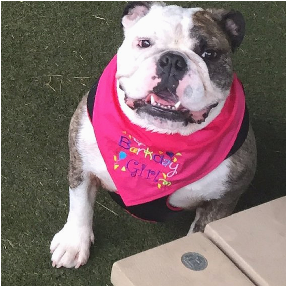 barkday girl or barkday boy dog bandana