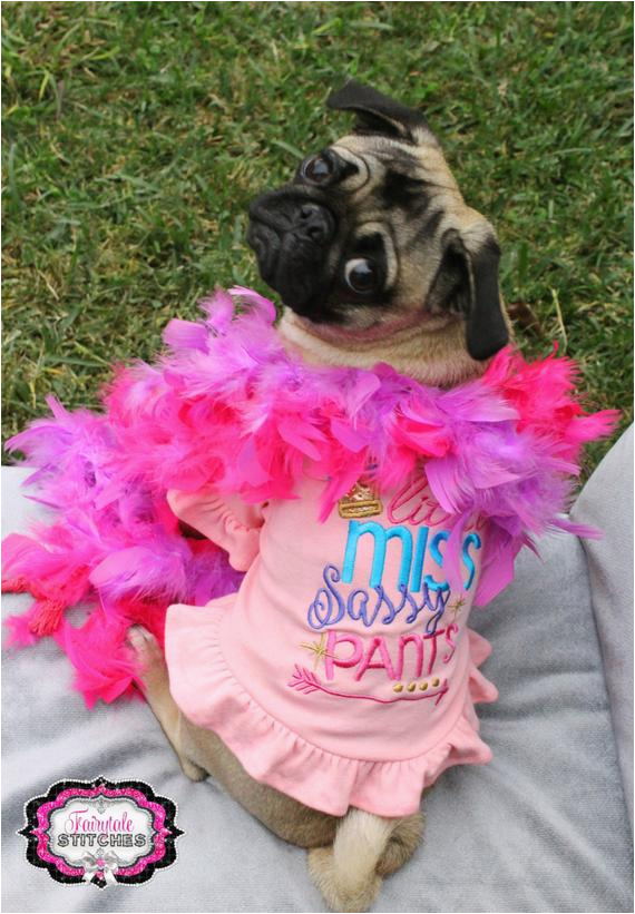 little miss sassy pants dog birthday