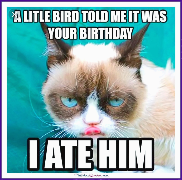 happy birthday memes cats dogs animals
