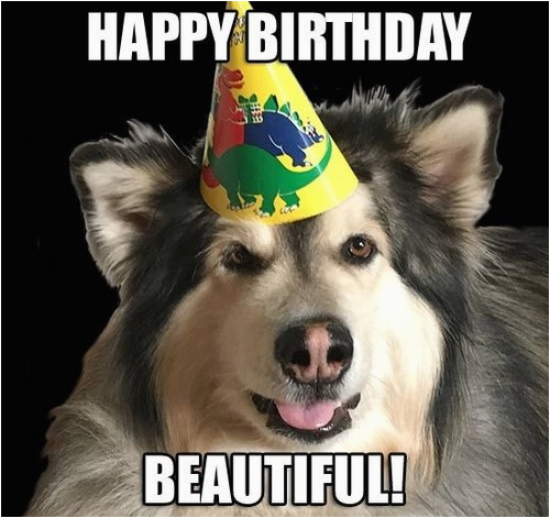 happy birthday memes dog