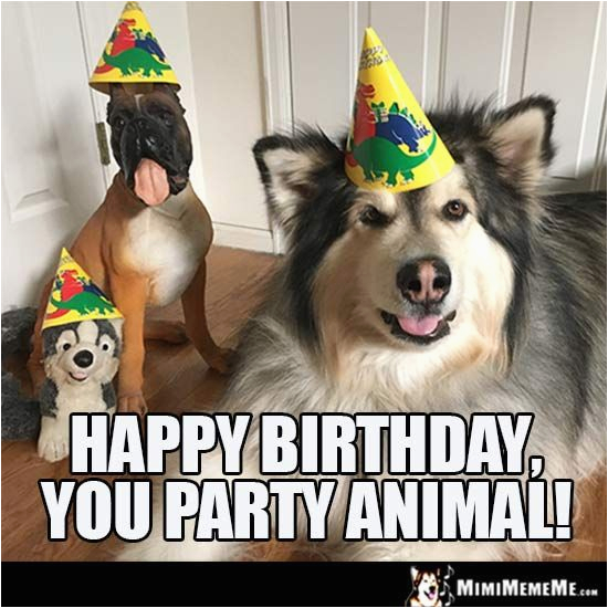 Birthday Memes with Dogs 25 Best Ideas About Happy Birthday Dog Meme On ...