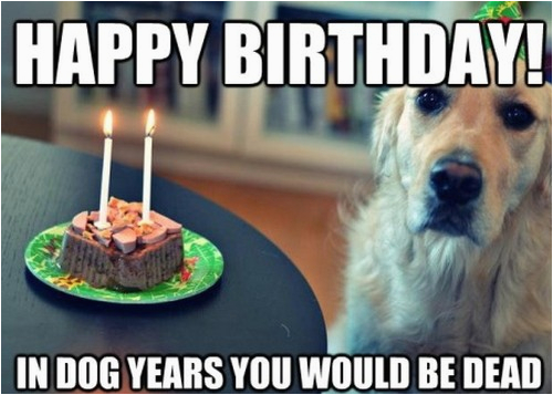 happy birthday memes dog