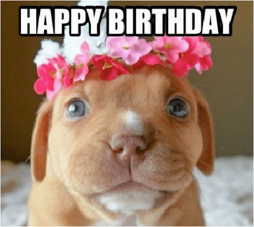 happy birthday memes dog