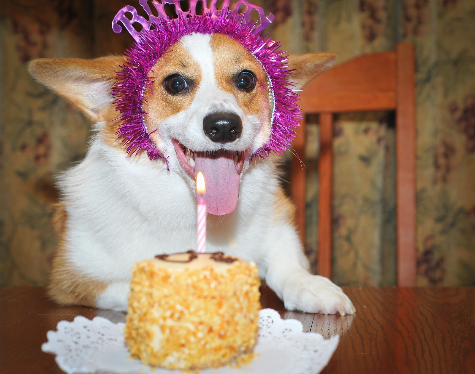 corgi-birthday-meme-1000-images-about-corgi-birthdays-on-pinterest