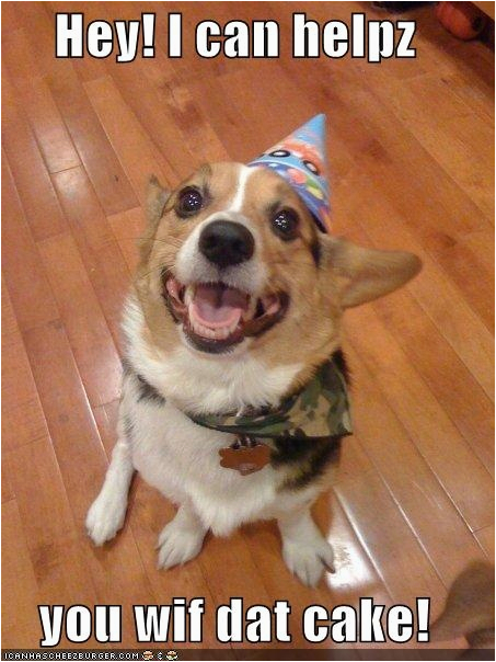corgis in party hats