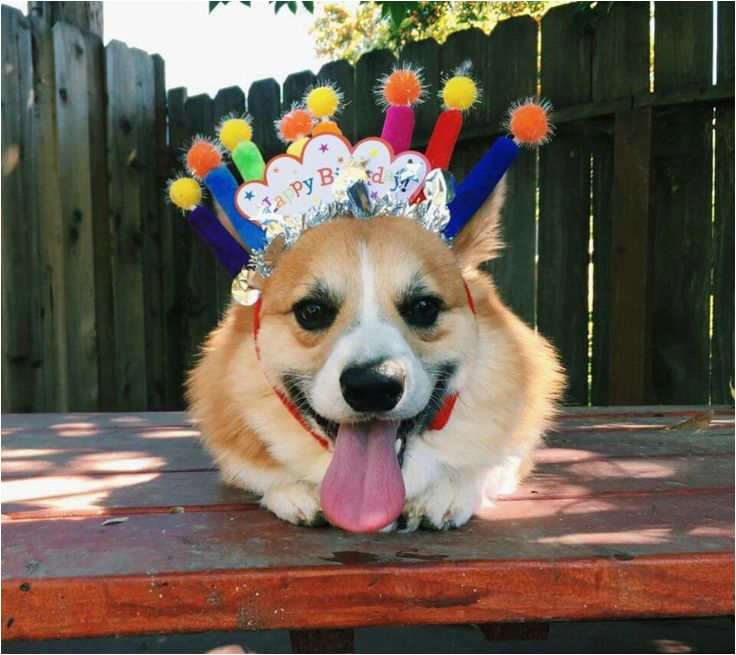 Corgi Birthday Meme | BirthdayBuzz