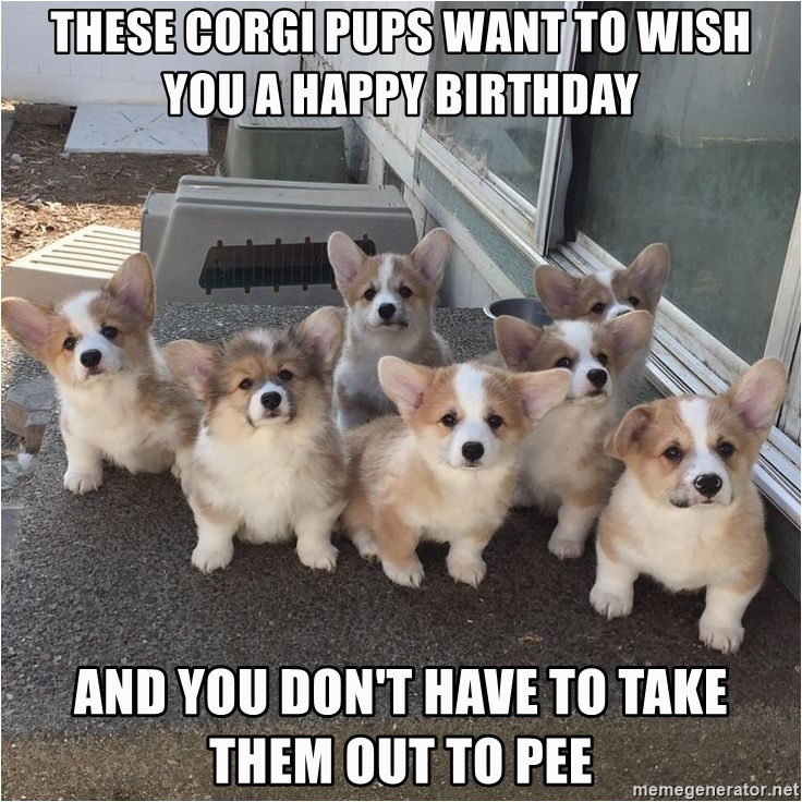 Corgi Birthday Meme Happy Friday Corgi Meme Www Imagenesmy Com