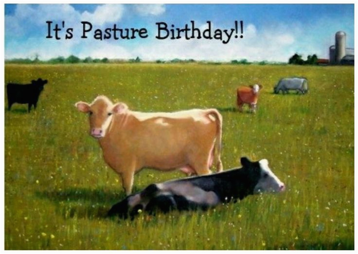 Cow Birthday Meme Angry Cow Meme Birthday Pictures to Pin On Pinterest