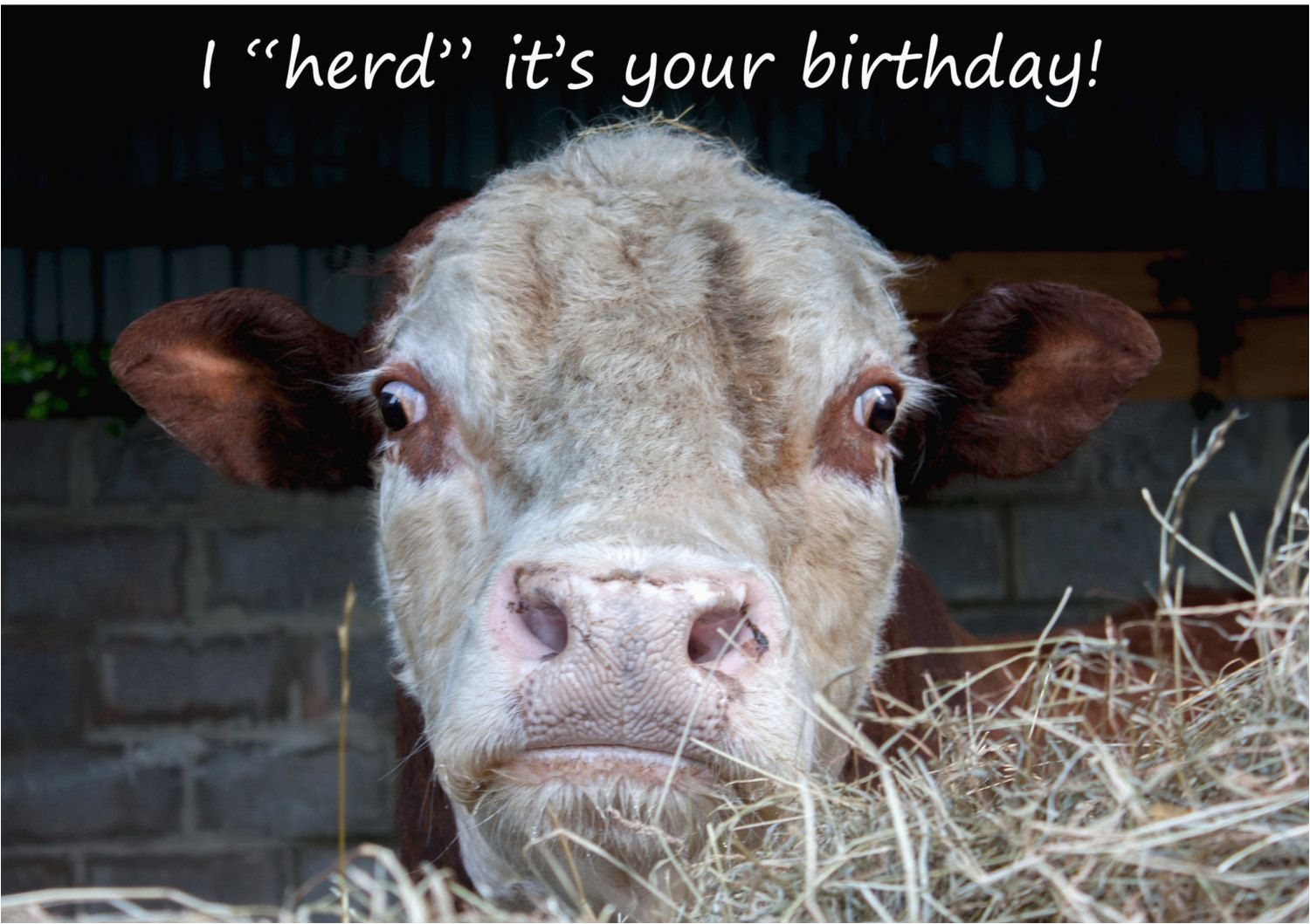 Cow Birthday Meme | BirthdayBuzz