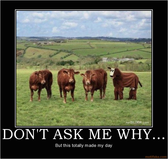 funny quotes about cows