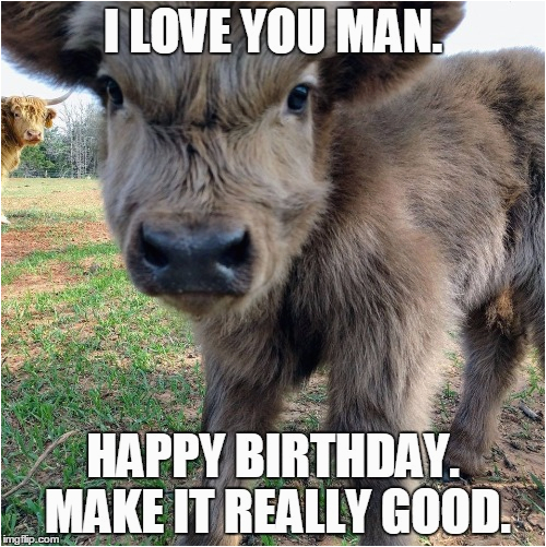 happy birthday cow meme