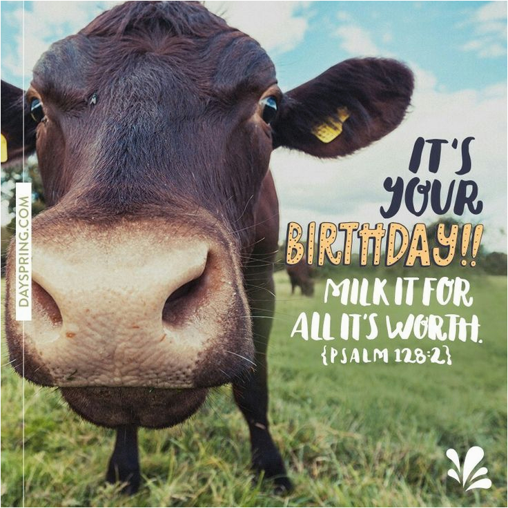 Funny Cow Happy Birthday Meme