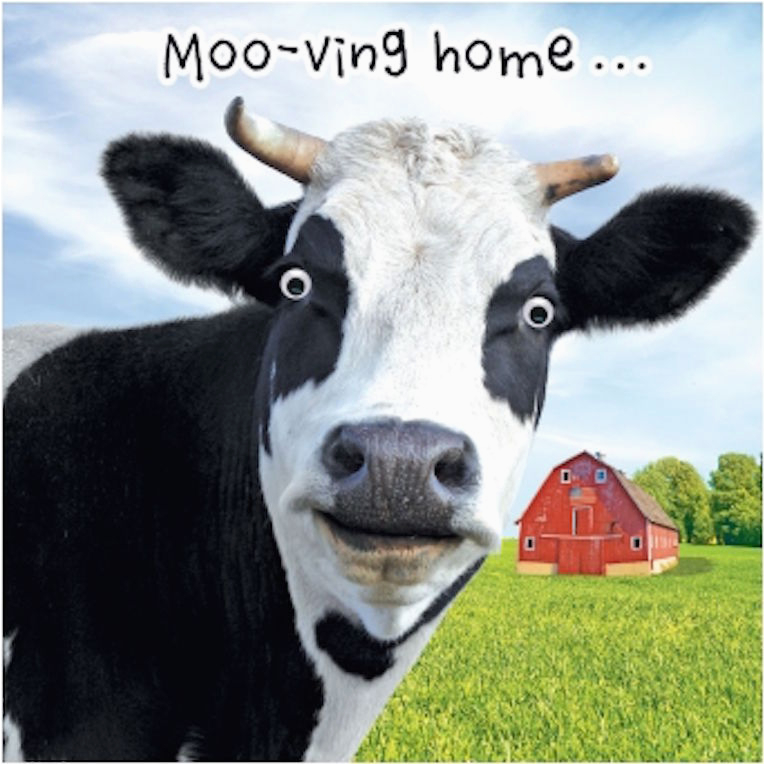 Cow Happy Birthday Meme Gogglies 3d Moving Eyes Funny Cow Moo Ving ...