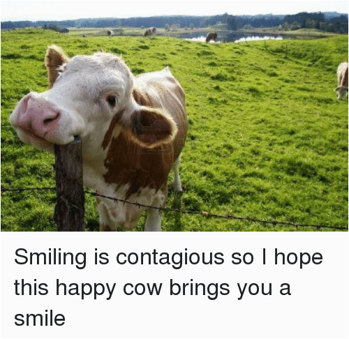 smiling is contagious so i hope this happy cow brings 706615