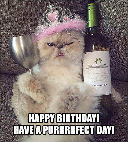 cat birthday meme