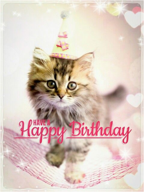 best happy birthday cat meme