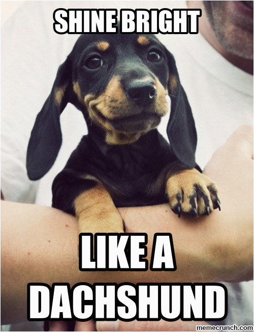 shine bright like a dachshund