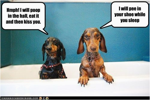 funny cute dachshund meme