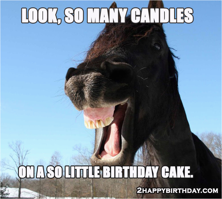 happy birthday horse