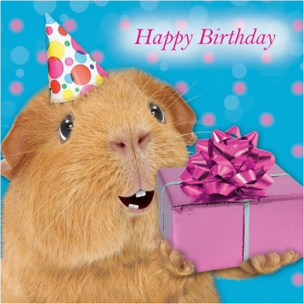 Хомячки открытка. Морская Свинка с днем рождения. Хомяк поздравляет с днем. Открытки с днём рождения с морскими свинками. Хомяк поздравляет с днем рождения.