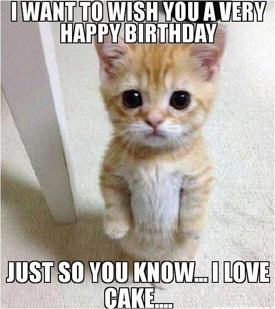cat birthday meme