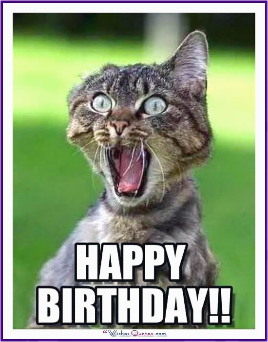 cat happy birthday meme