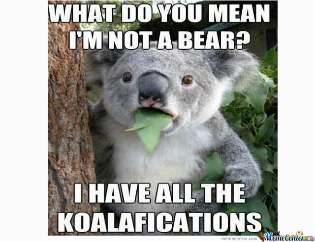 koala bear memes