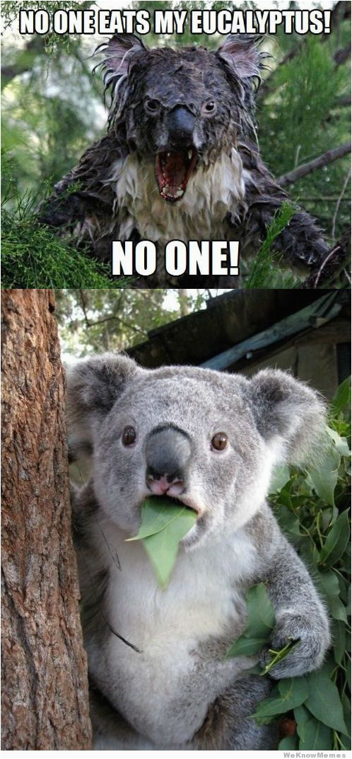 koala bear memes