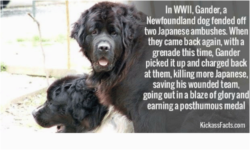 newfoundland dog s new