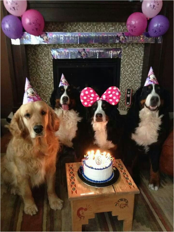 happy birthday dog meme