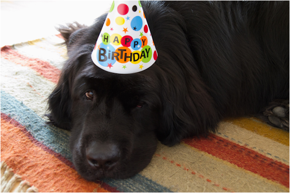 newfoundland dogs