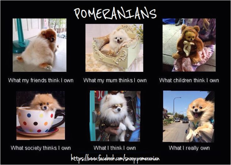 pomeranian memes