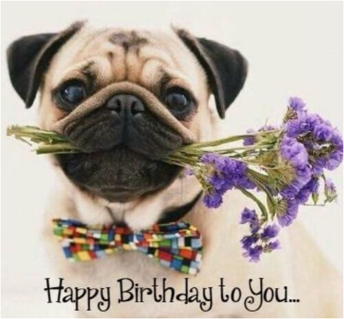 happy birthday pug