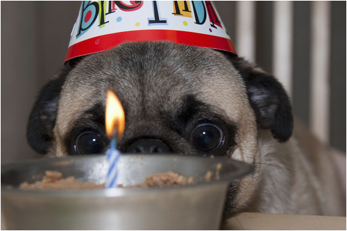 happy birthday pug meme