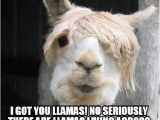 Alpaca Birthday Meme Llama Memes
