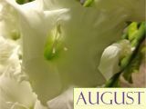 August Birthday Flowers Happy August Birthday From Freytag 39 S Florist August 39 S