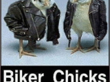 Biker Chick Birthday Memes 25 Best Memes About Biker Chicks Biker Chicks Memes