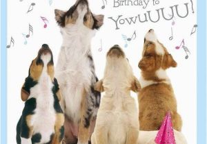Birthday Card with Dogs Best 25 Happy Birthday Wishes Ideas On Pinterest Happy
