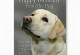 Birthday Cards From the Dog Happy Birthday From the Dog Yellow Labrador Birthday