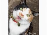 Birthday Cards with Cats Singing Singing Tabby Happy Birthday Greeting Cards Zazzle