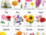 Birthday Flowers Meaning 25 Best Ideas About Month Flowers On Pinterest Birth