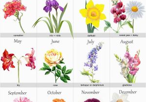 Birthday Flowers Meanings Birth Month Flowers Tattoos Tatto