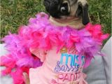 Birthday Girl Dog Clothes Little Miss Sassy Pants Dog Birthday Shirt Girl Dog Clothes