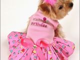 Birthday Girl Dog Clothes the total Cost Of Owning A Dog