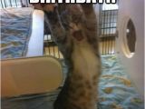 Birthday Meme with Cats 13 Best Cat Birthday Meme Images On Pinterest Birthdays
