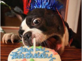 Birthday Meme with Dogs Birthday Dog