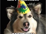Birthday Meme with Dogs Happy Birthday Memes Dog Wishesgreeting