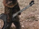 Black Metal Birthday Meme Happy Birthday You Rock Death Metal Cat Meme Generator