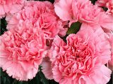 Carnation Birthday Flowers Carnation is the Birthday Flower for January but It Gets