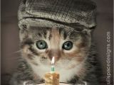 Cat Birthday E Card 88 Best Cat Birthday Cards Images On Pinterest